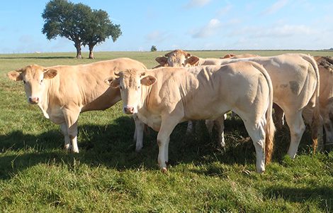 Nutritionniste boeufs vaches veaux